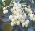 Strawberry Tree